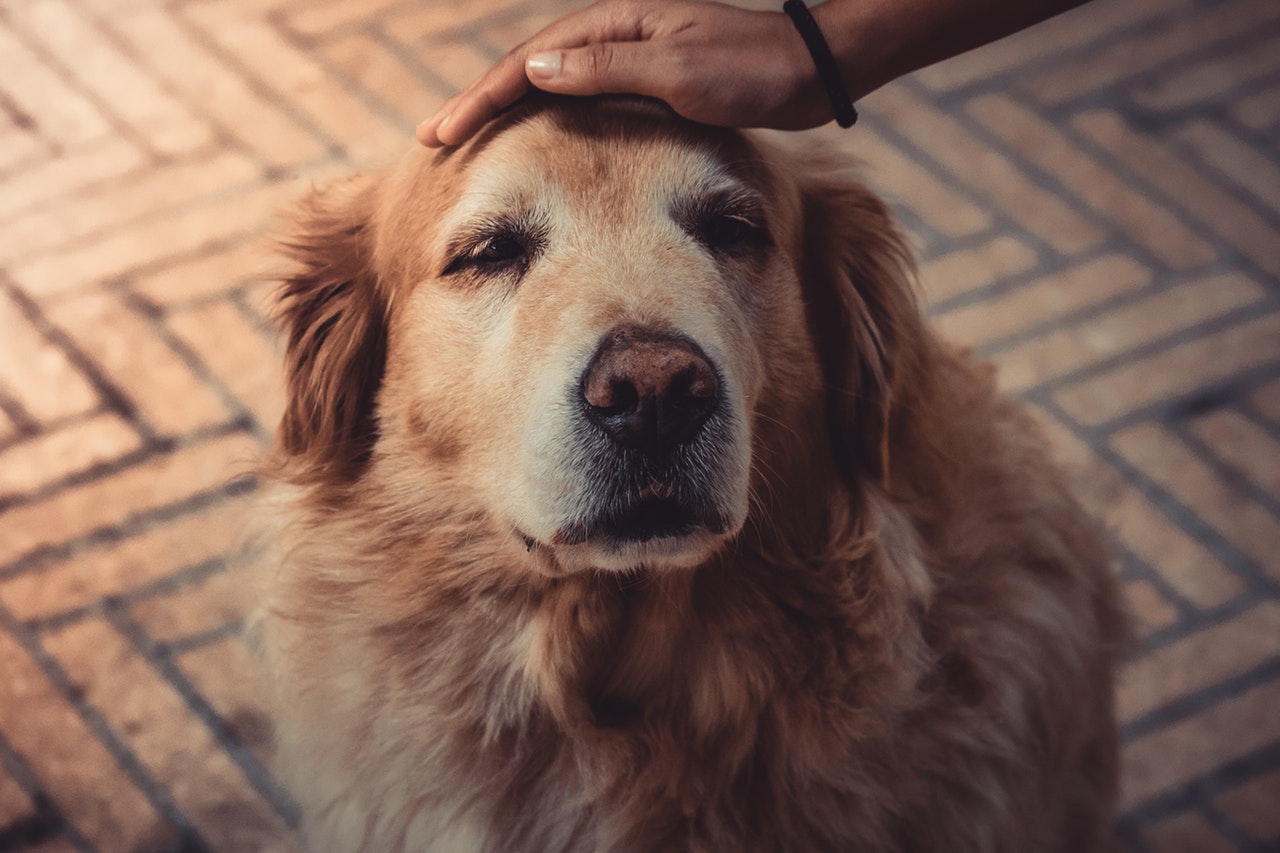 4 Signs that Your Dog is in Mental Decline