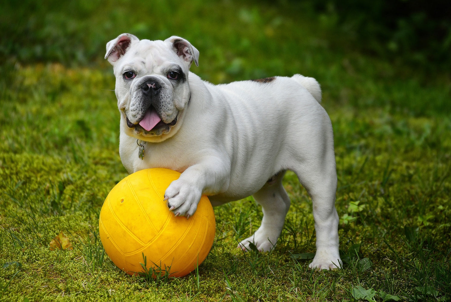 How to Care for a Brachycephalic Dog