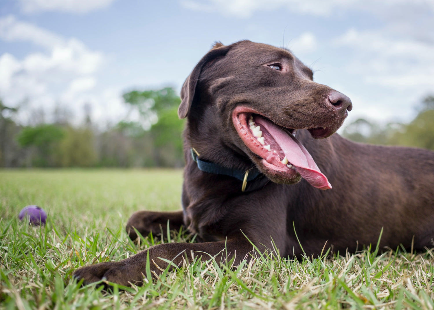 5 Ways to Keep Your Dog's Teeth Clean & Healthy