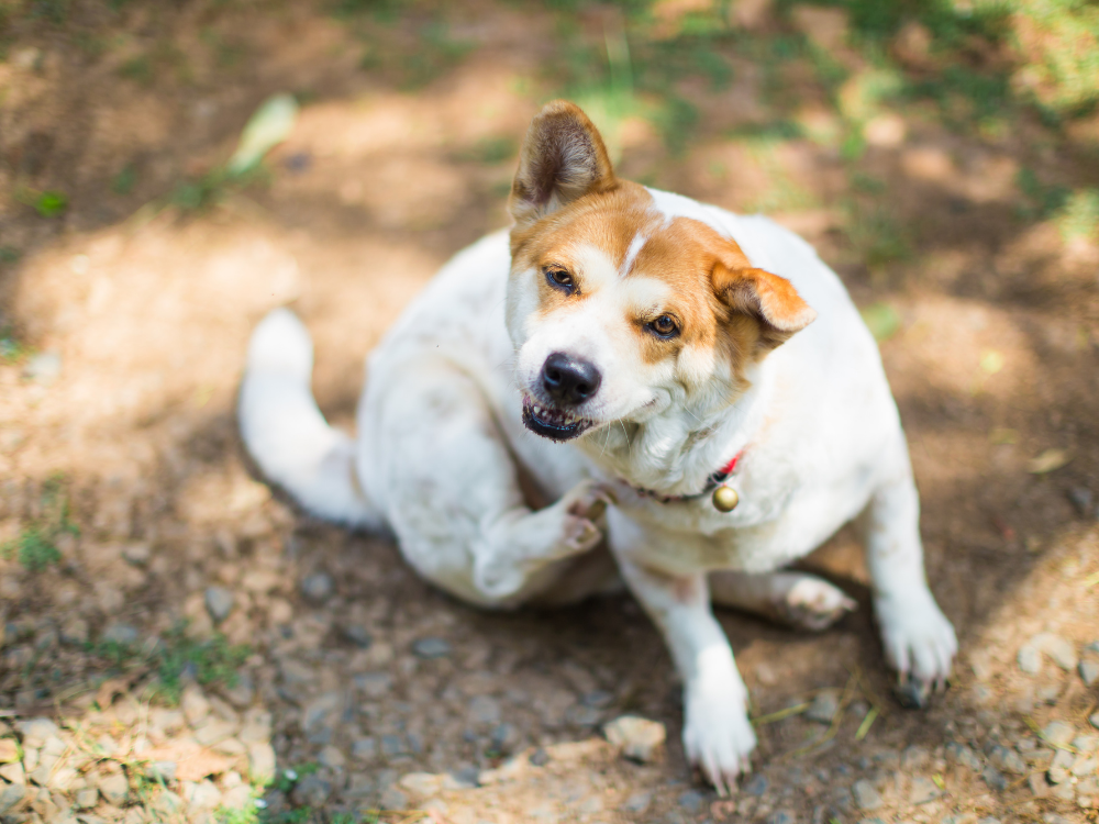 The Top 6 Reasons for Itchy Skin in Dogs