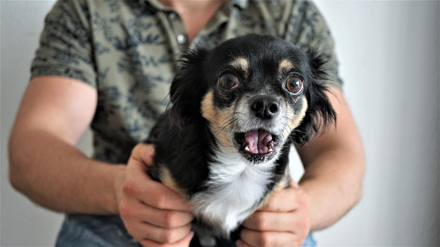 5 Ways to Relieve a Stressed Dog