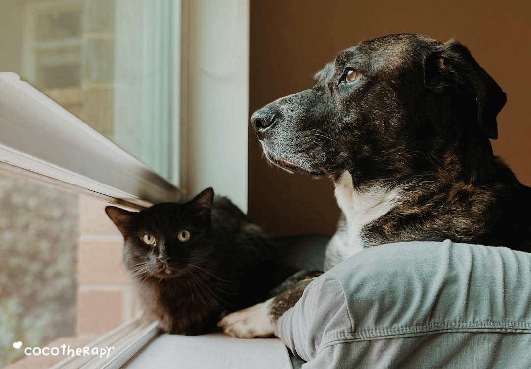 Senior dog and cat looking outside a window. 