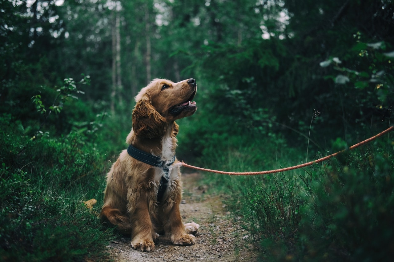 How to Protect Your Pet from Intestinal Parasites