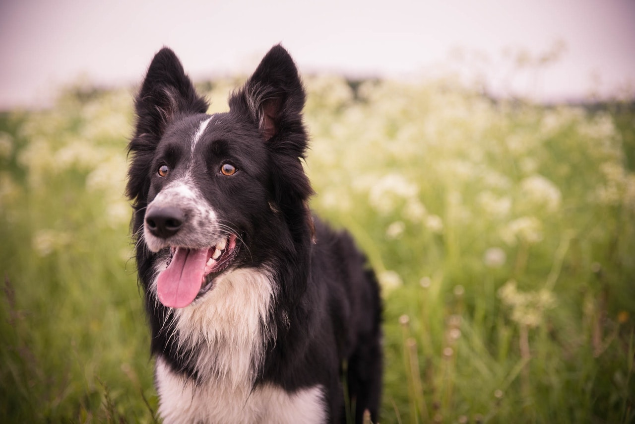How Coconut Oil Can Help Boost Your Pet's Immune System