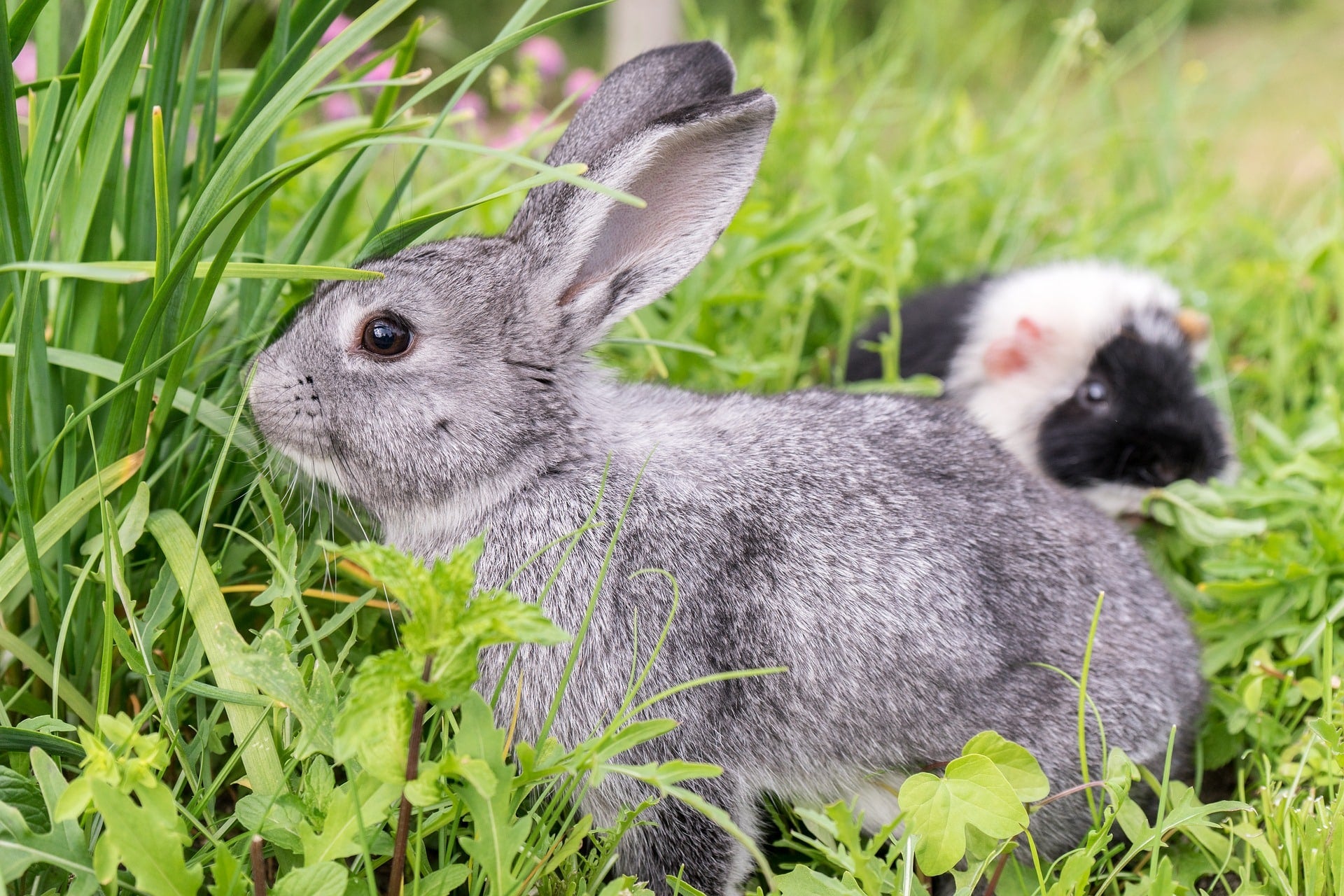 Coconut Oil for Small Animals