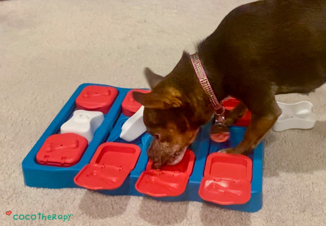 The Ultimate Guide to Brain Games for Aging Dogs