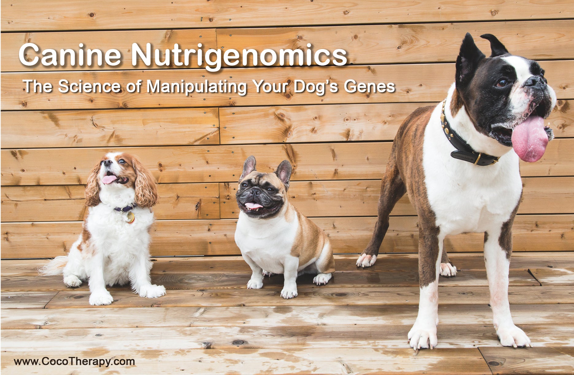 Canine Nutrigenomics: Can You Manipulate Your Dog’s Genes?