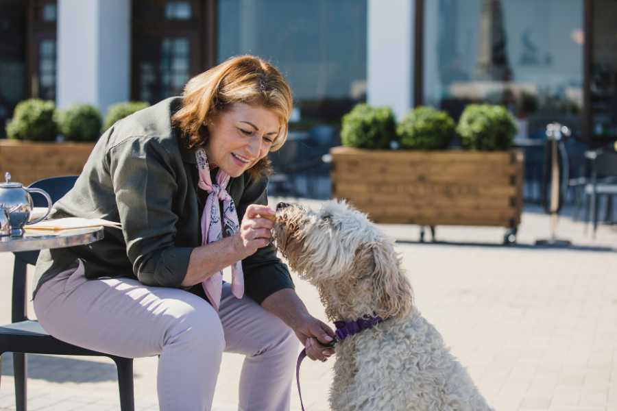 Socializing Your Dog in Different Life Stages: A Step-by-Step Guide