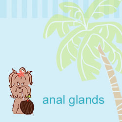 Anal Glands