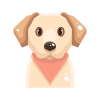 T-shirts & Belly Bands for Dogs