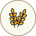 Golden wheat stalks