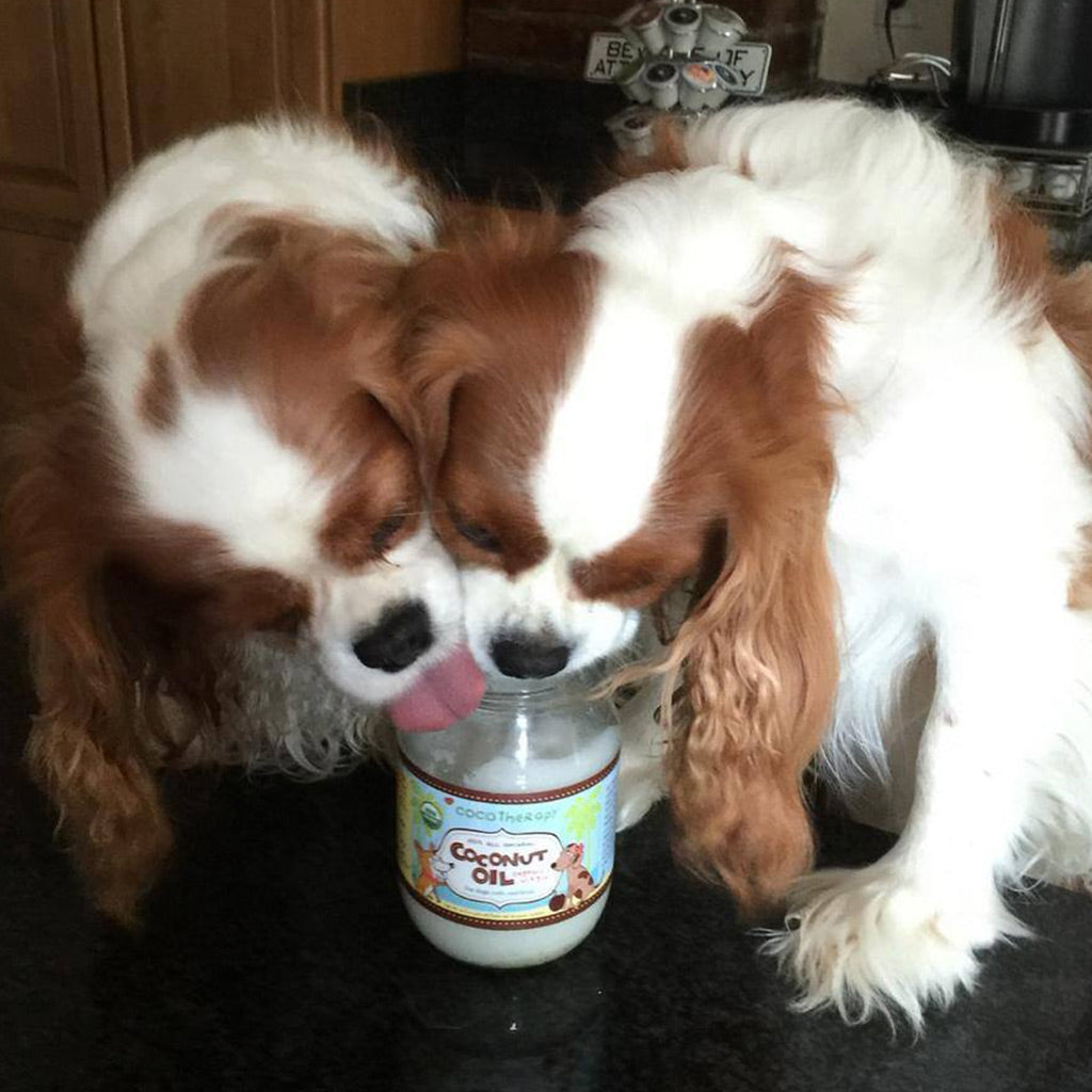 coconut oil for dogs | coconut good for dogs 