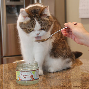 coconut oil cats | coconut oil for cats | coconut oil safe for cats