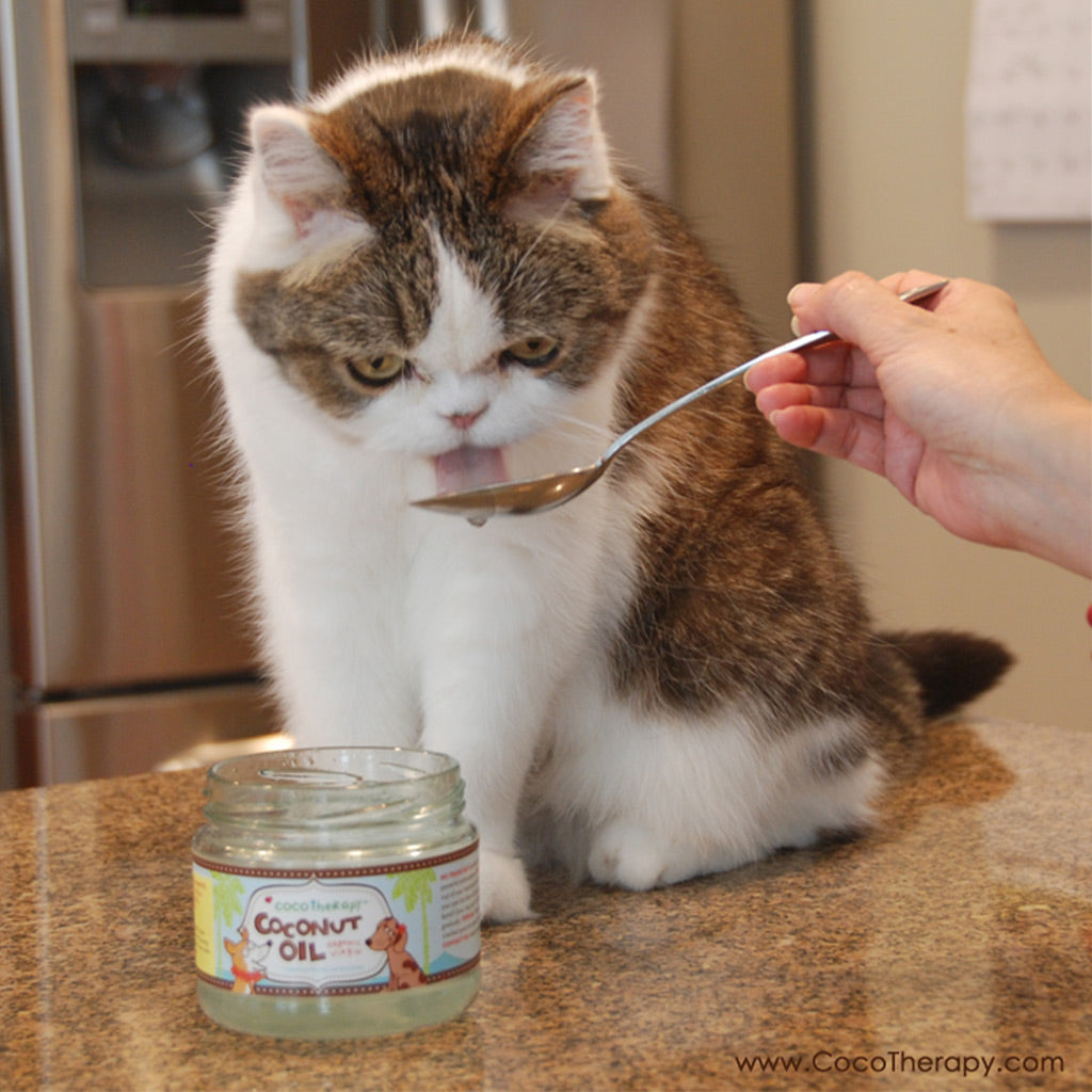 coconut oil for cats | coconut good for cats