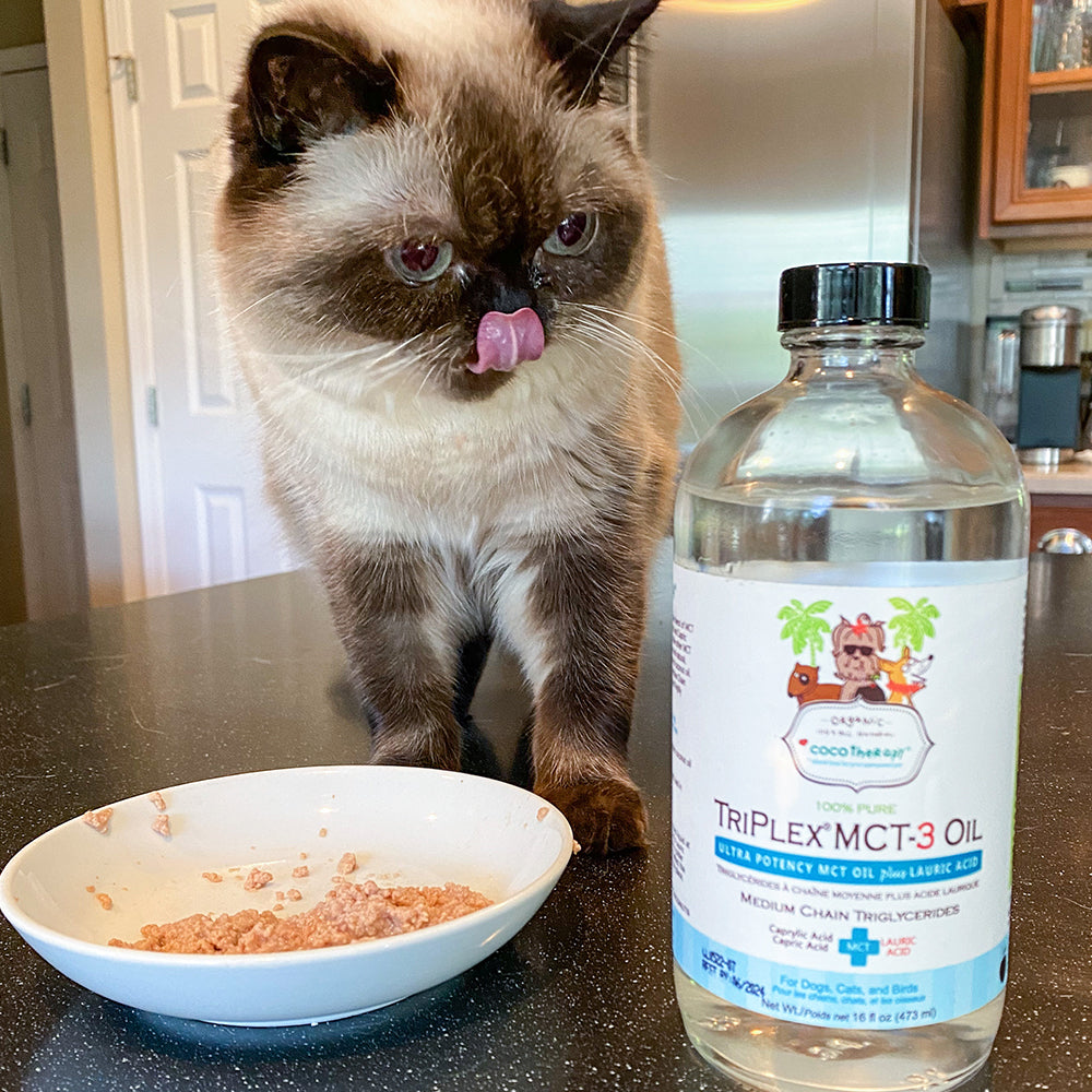 MCT oil for cats | Cat eating MCT oil