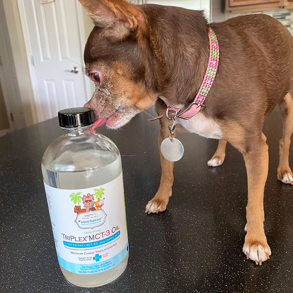 MCT Oil for dogs | dogs eating MCT oil | MCT oil for senior dogs