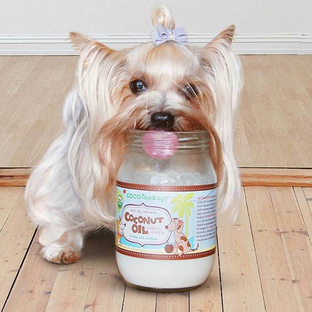 coconut oil for dogs | coconut oil dogs | coconut oil good for dogs | coconut oil cats | coconut oil safe for cats